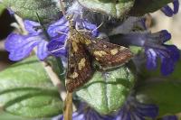 Pyrausta purpuralis