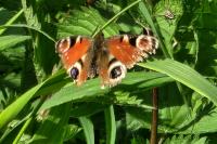 Aglais io