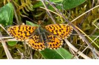 Boloria dia