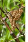 Ematurga atomaria