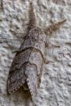 Calliteara pudibunda