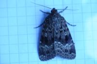 Amphipyra pyramidea