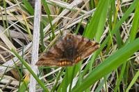 Euclidia glyphica