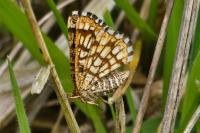 Chiasmia clathrata