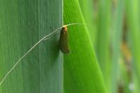 Nematopogon