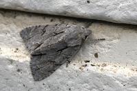 Acronicta psi/tridens