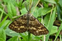 Ematurga atomaria