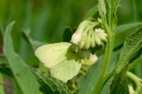 Gonepteryx rhamni