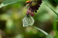 Pieris napi