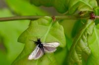 Adela reaumurella