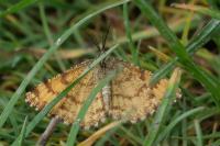 Ematurga atomaria