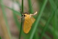 Wittia sororcula