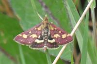 Pyrausta purpuralis