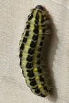 Zygaena