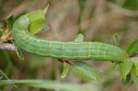 Polymixis flavicincta