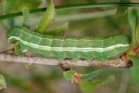 Polymixis flavicincta