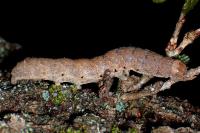 Noctua fimbriata