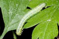 Operophtera brumata