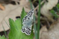 Pyrgus malvae