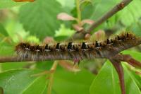 Lasiocampa quercus quercus