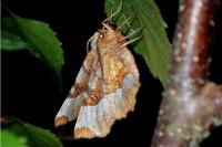 Selenia tetralunaria