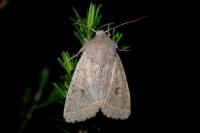 Orthosia cerasi