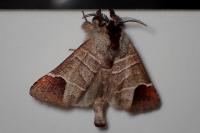 Clostera curtula