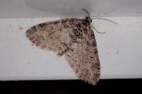 Lobophora halterata