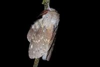 Stauropus fagi