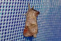 Clostera pigra