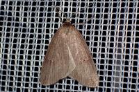 Pachycnemia hippocastanaria