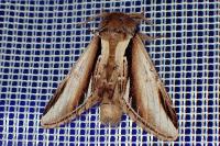 Pheosia gnoma