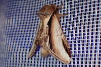 Pheosia gnoma