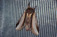 Pheosia tremula