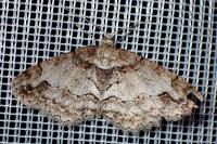 Ectropis crepuscularia