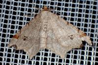 Macaria alternata