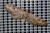 Eupithecia nanata
