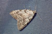 Nola confusalis