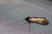 Adela reaumurella