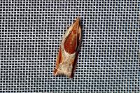 Ancylis unculana