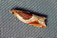 Ancylis unculana