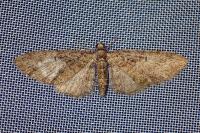 Eupithecia abbreviata