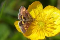 Pyrausta aurata