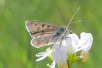 Lycaena tityrus
