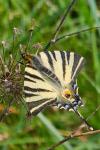 Iphiclides podalirius