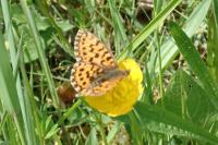 Boloria dia