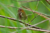 Coenonympha pamphilus