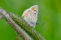 Aricia agestis
