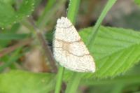 Adactylotis contaminaria