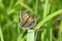 Lycaena tityrus